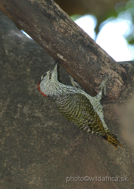 puku rsa 232.jpg - Golden-tailed Woodpecker (Campethera abingoni)